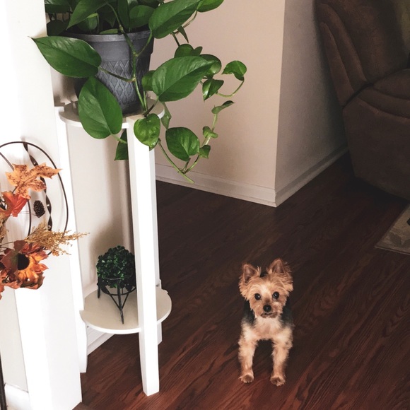 🐾 RIP Baby 🌈💔 🐾 - Picture 5 of 9